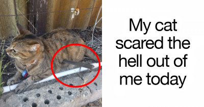 A Huge Collection of The Most Hilarious Cats On Snapchat