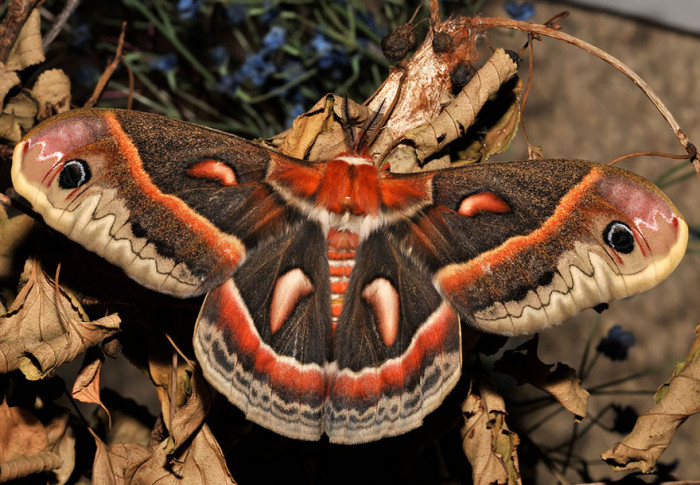 Cecropia After