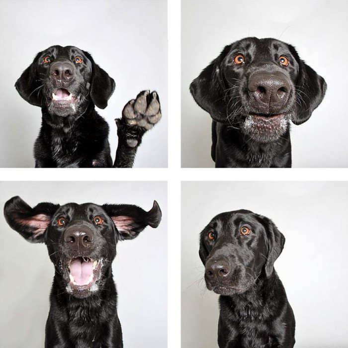 Shelter Sets Up Doggo Photobooth To Help Find Pups Their Forever Home