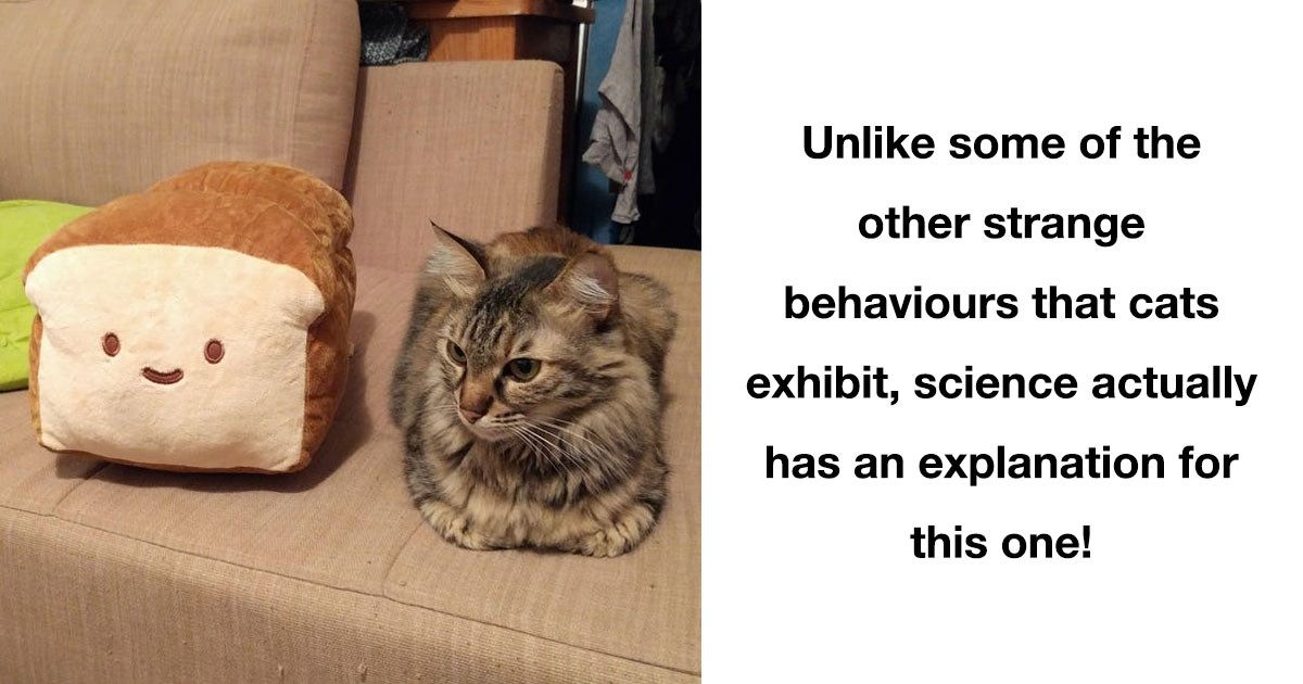 Thread Explores The Real Reason Why Cats Choose To Sit Like A Loaf Of Bread