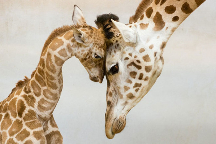 31. Baby and mama giraffe