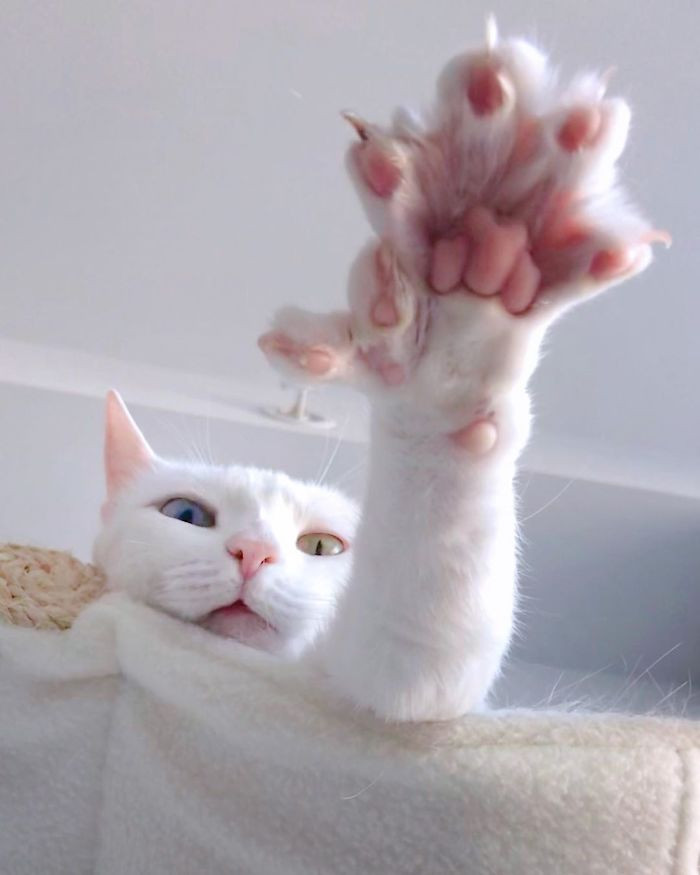 40. A cat with both heterochromia and extra toes