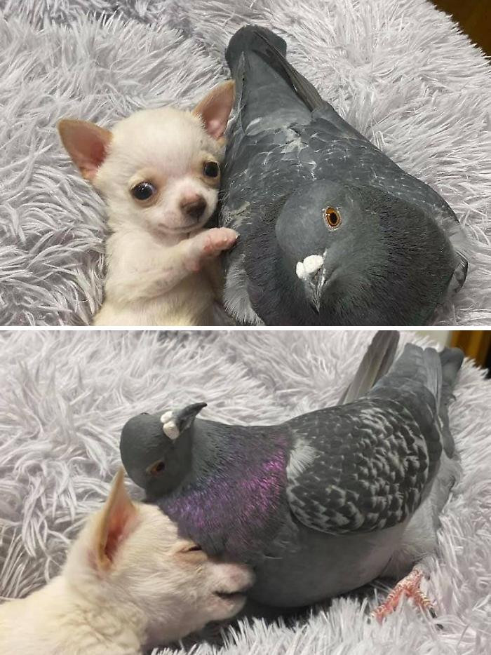 50. Meet Herman, The Flightless Pigeon And His Best Friend Lundy, The Chihuahua Who Can’t Walk