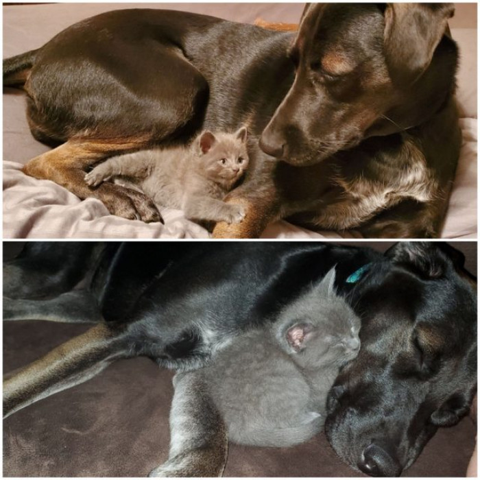 This kitten who has become very attached to his new doggy friend