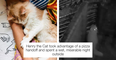 Indoor Cat Snuck Out Of His House Only To Majorly Regret It Afterwards