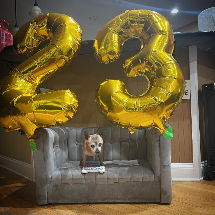 6. We hope this dog will celebrate more birthdays