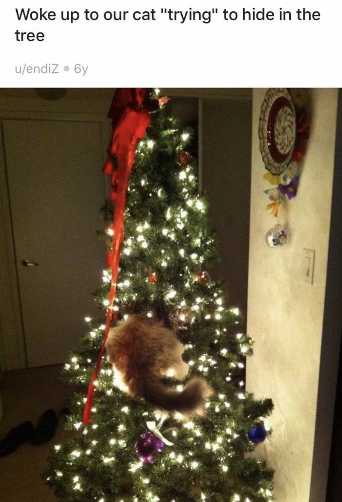 9. Hmm, where could the cat be?