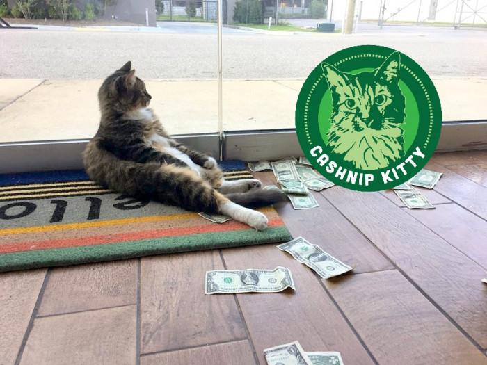 Community fundraiser event, cat-themed volunteer collecting donations for homeless shelter