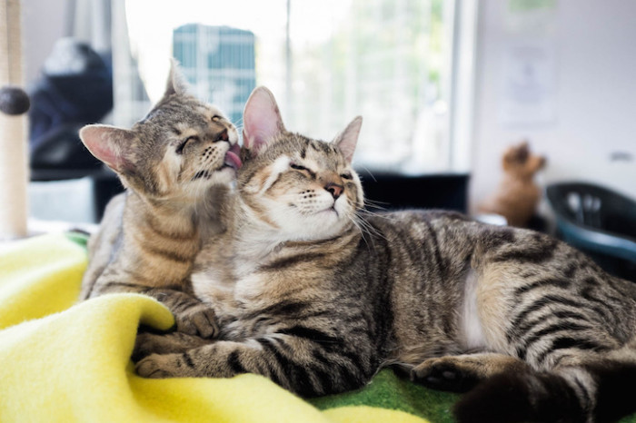 As with any creature, from human to kitten, a little time can go a long way in ensuring the safety and success of any surgical procedure. So, Felix and Dora were cared for by the shelter until they were six months old. Then, they became eligible for surgery.