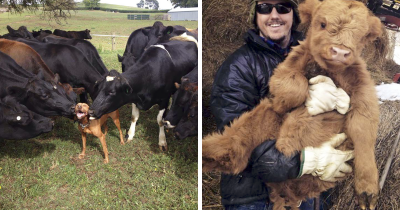 Precious Cows Showing Their Heart's Truth Only Validates The Fact That They're Really Just Large Exuberant Dogs