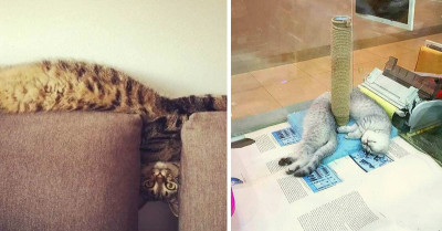 Adorable And Hilarious Pictures Of Very Long Cats Doing Big Stretchums