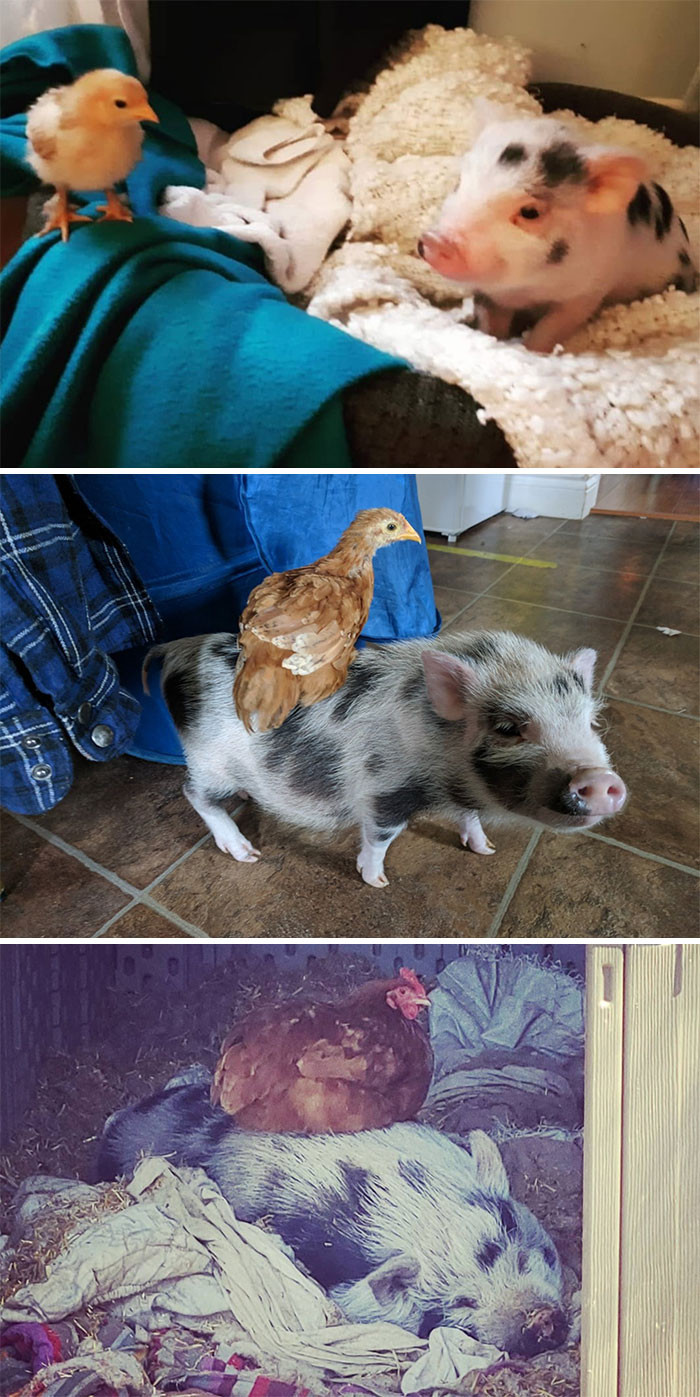 8. A Pig And A Chick—Best Of Friends