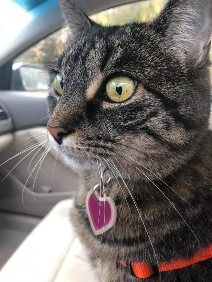 "Not green, but my cat Kayla has amazing eyes ❤️"