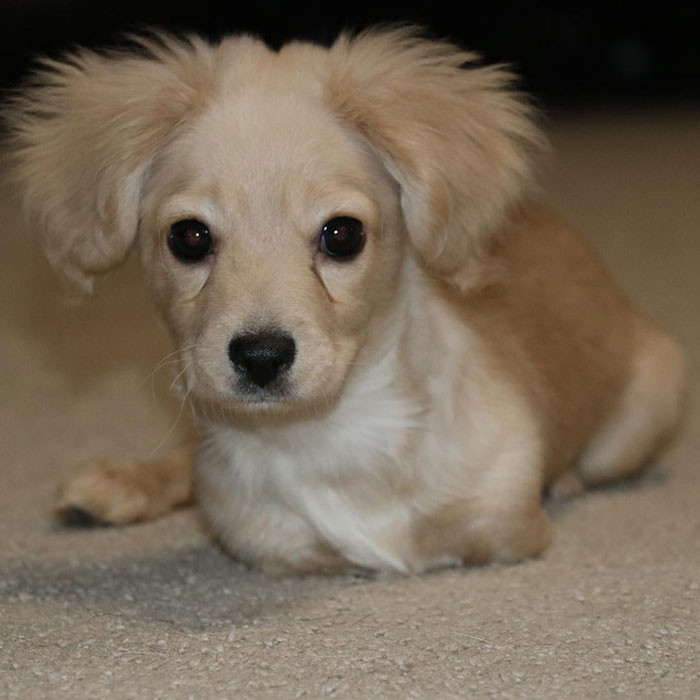 The family was concerned about Gracie's mobility, as she was growing fast and was not yet eligible for a wheelchair fitting. She needed another alternative.