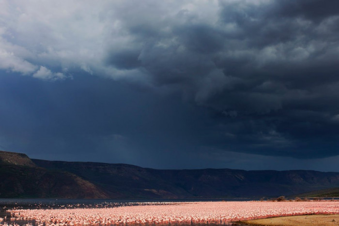 Amazing shot of a flock of Flamingos against the gray skies