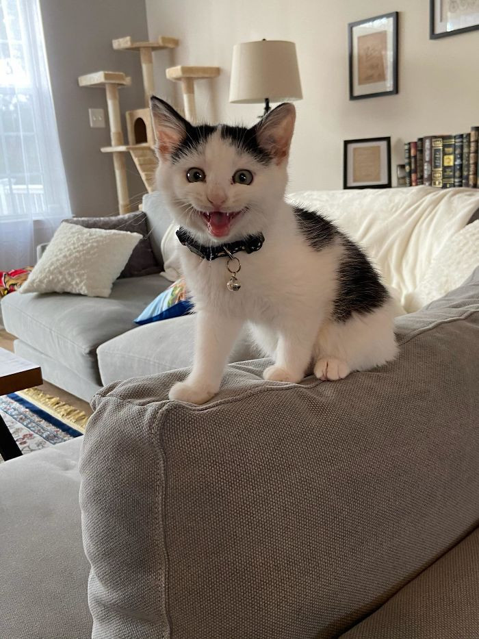 11. "Our Newest Little Family Member. Meet Jack!"