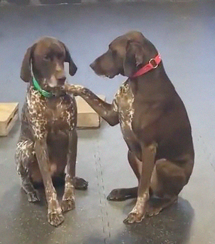 “She does it every time she is in. We think she wants attention!” dog Lexy’s owner, Alanah Lorraine, told the Dodo.