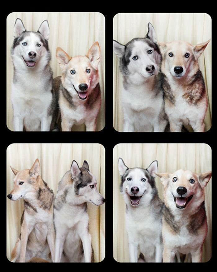 6. Huskies Having Fun