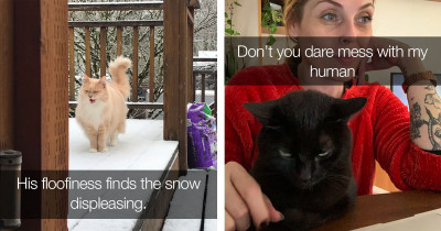 Feisty Cats Who Are Displeased With Their Humans And Their Human Ways