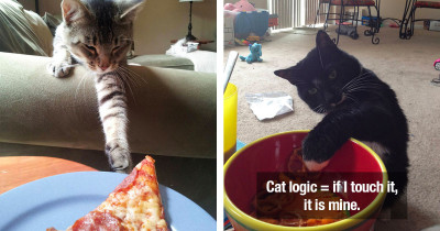 Expurrt Cat Thieves Caught On Camera Earn The Title Cat Burglars