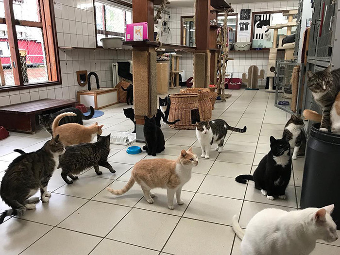There are nearly fifty felines living there