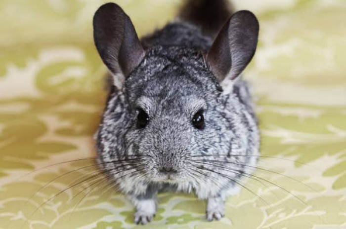 3. Chinchillas