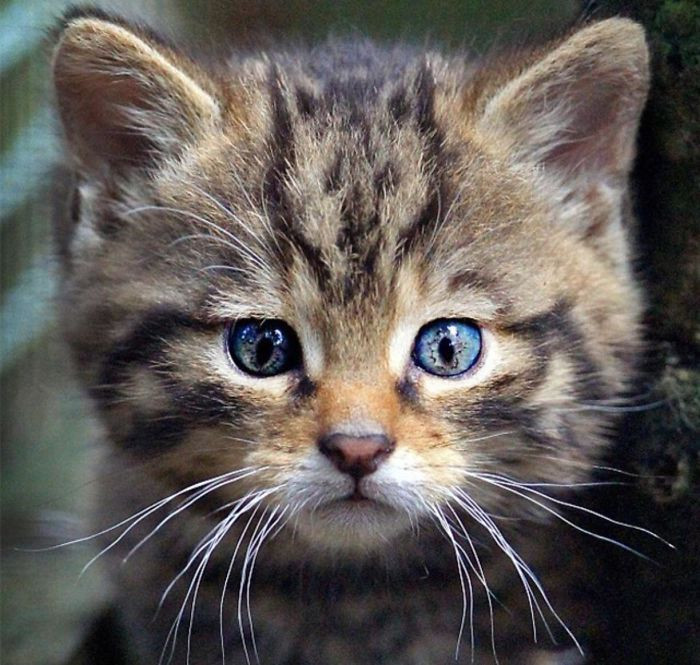 "This Kitty Has a Picture of Another Cat on Its Forehead"