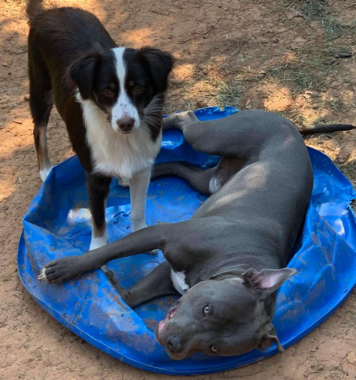 It's been a few years now, and Bo may not be a 4-week-old puppy anymore, but he's definitely very attached to his mom, Vickie.