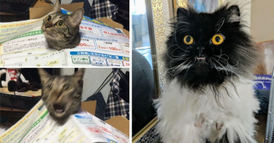 Kitty-Cats Who Are Pawsitively Purrfect In Every Way