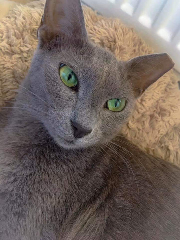 Cats On Catnip Fans Show Off Their Cats With Beautiful Eyes