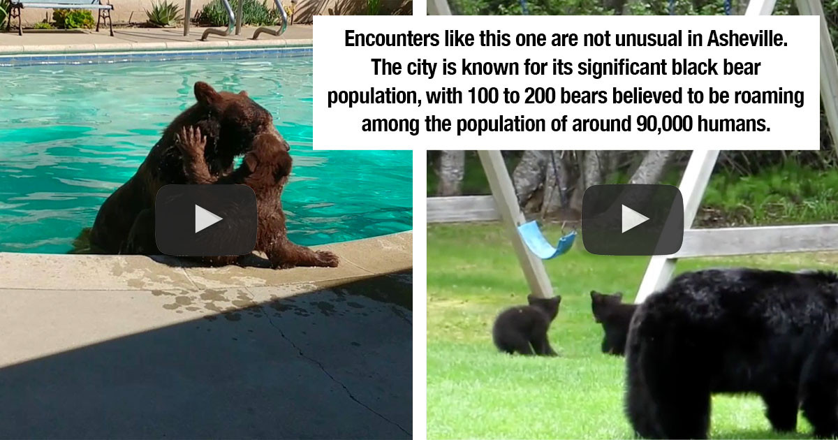 Mama Bear Takes Her 5 Adorable Cubs Out To Play On A Children's Swing Set