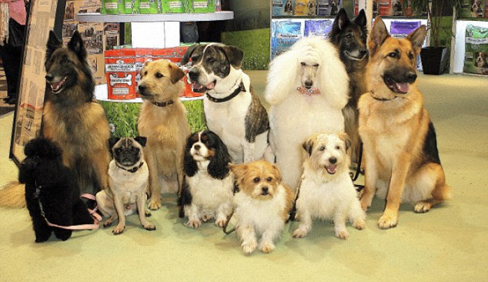 Dogs in dog shows have historically been judged on their breed and breed standards, but not anymore. 