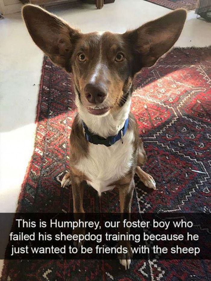 He'll Grow into His Ears One Day!