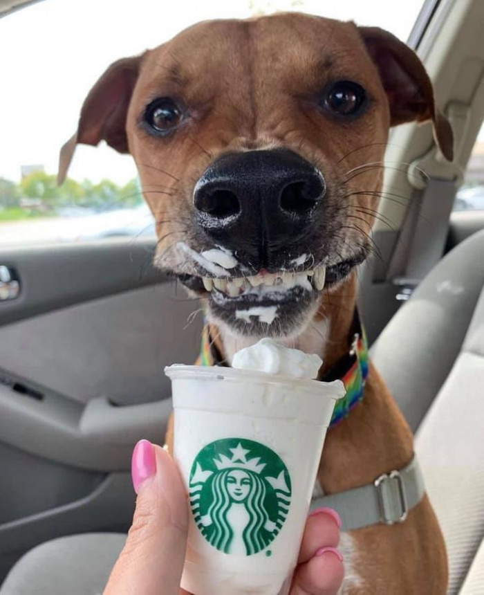 6. Perfect puppuccino grin