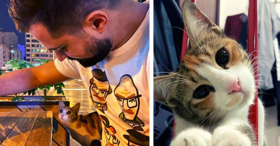 Stray Cat Followed A Man Home From A Cafe And Decided He Was Her Dad Now