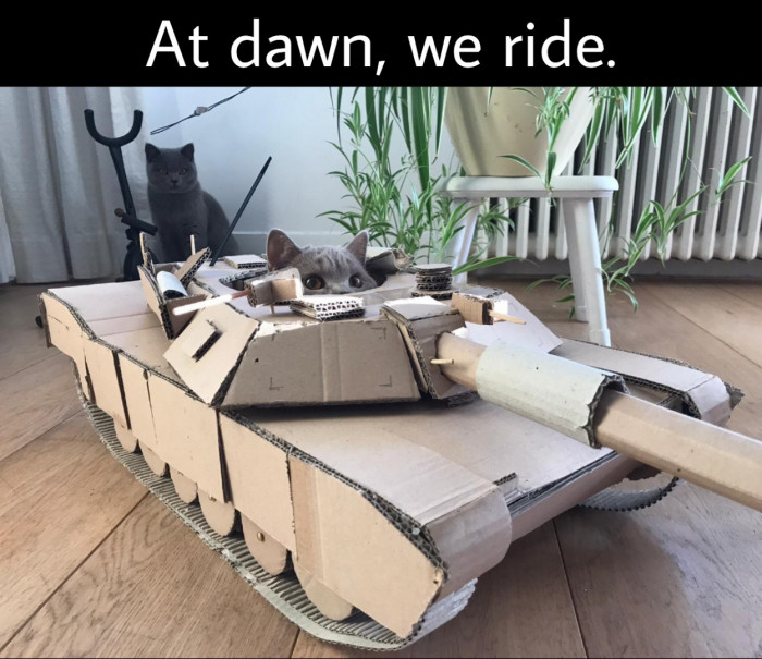 A cat in a tank? Yes, please.