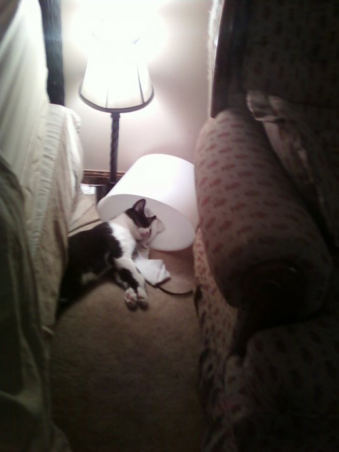8. Cats love comfort