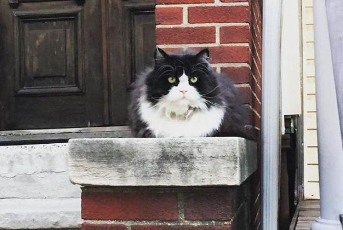 Neighborhood cat sitting on front stoop, watching street for safety