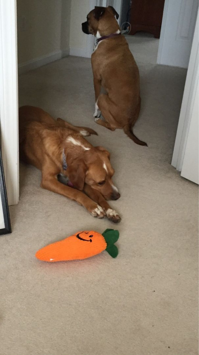 4. "She knows she's not allowed in my office, but she accidentally threw her carrot in here. So now she's inching her way in, hoping I won't notice."