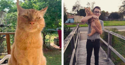 Cat Loves to Dig, and a Dozen Holes Were Dug Before They Caught the Culprit