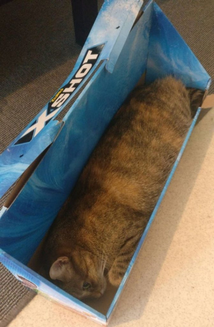 7. “Bought a water gun to annoy my girlfriend with. Cat found a new favorite spot.”