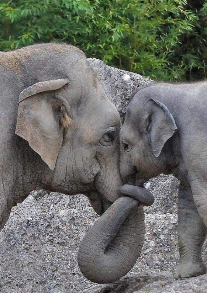 13. An elephant hug.