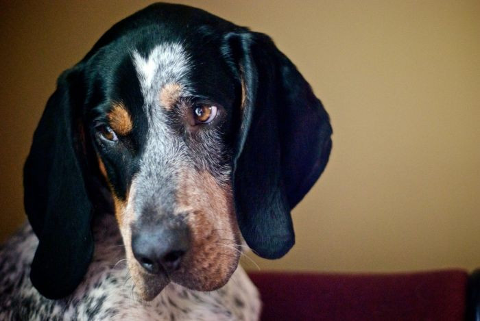 5. Bluetick Coonhound