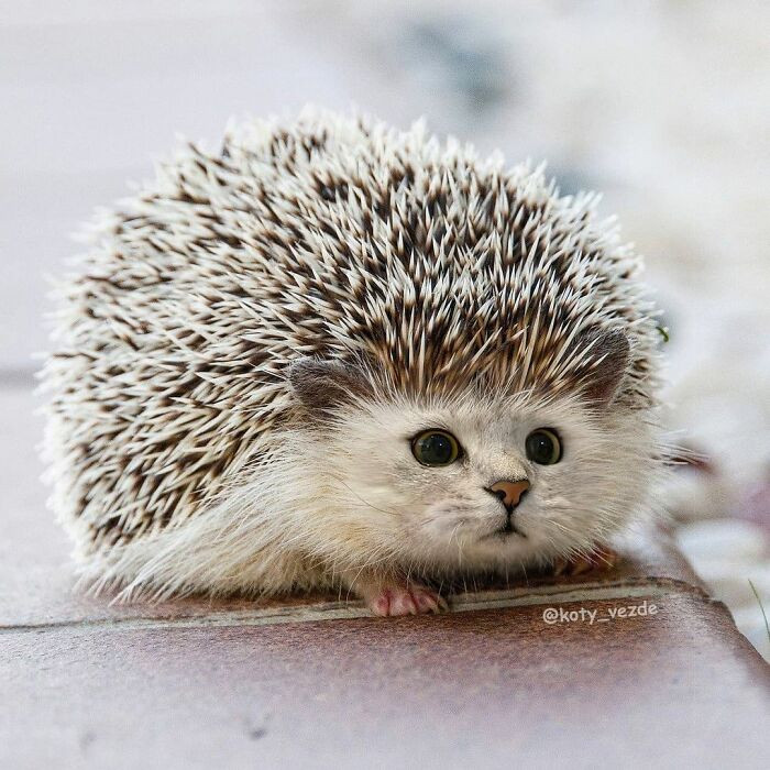 1. Hedgehog Cat