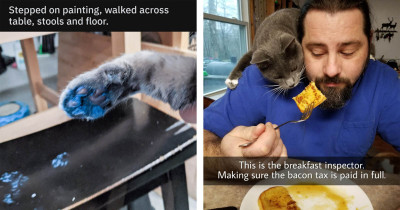 Cats With Big Attitudes, But Their Sass Makes Them Hilarious