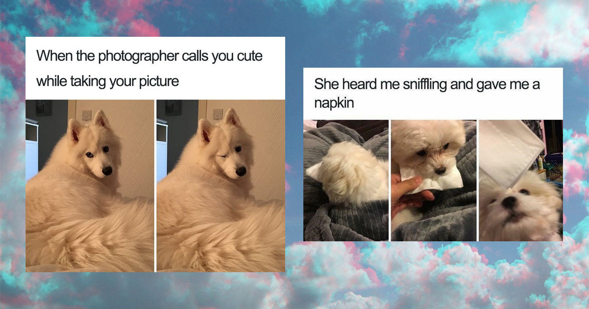 Wholesome Dog Memes That'll Melt Your Heart Into A Puddle
