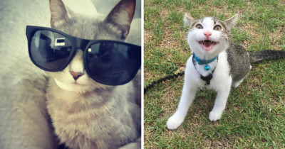 These 10+ Hilarious Cat Expressions Will Perfectly Sum Up Your Life