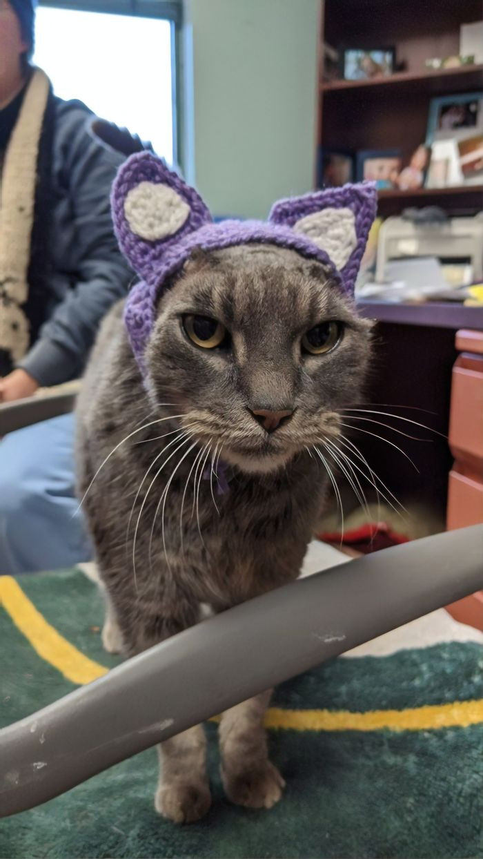 Being a stray, DCHS was unsure how she would be around other animals, but that didn't stop her - and her adorable new ears - from finding her forever home super quickly!