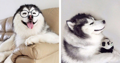 Maru the Siberian Husky is the Answer to Fixing All Your Sadness