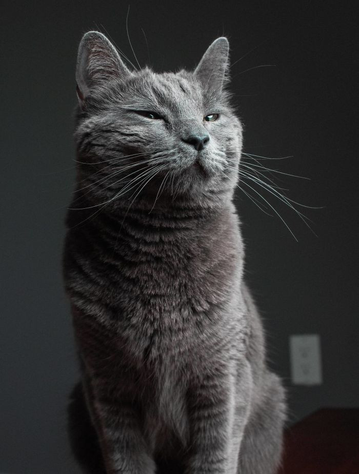 Cat on a blanket with toys nearby, photographer crouched to frame the scene